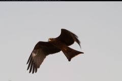 CRW_5356