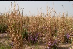 CRW_5422