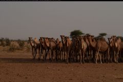CRW_5458