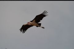 CRW_5967