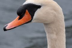 20100606_5284