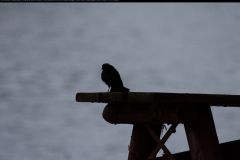 20100606_5288