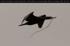 20100606_5329