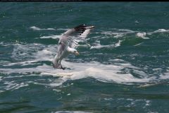 20100607_5431