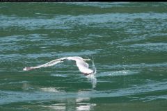 20100607_5477