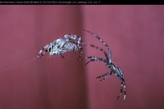 MVI_5607-1