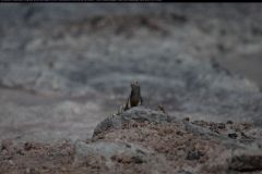 IMG_2995