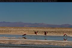 MVI_2991-1